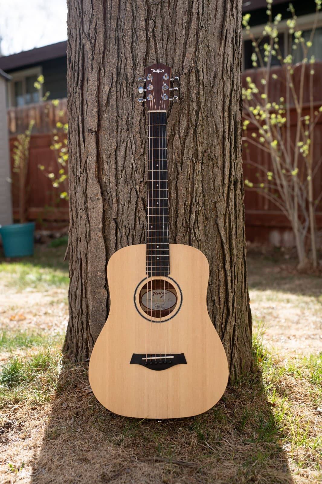 Taylor Baby Acoustic Guitar BT1